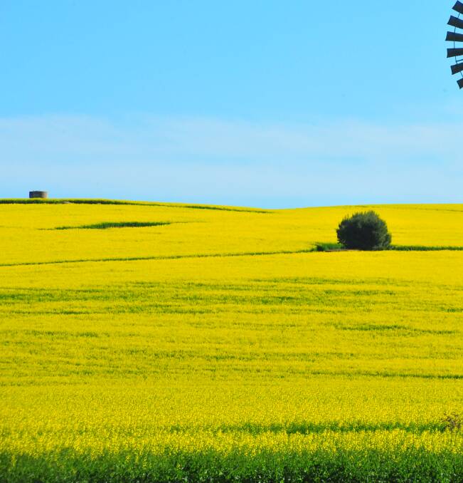 OUTLOOK: Canola leading the charge in a successful cropping year. 