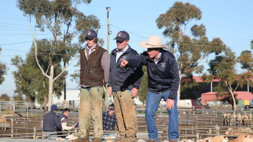 TAKING THE BIDS: A file image of the selling action at Griffith sheep and lamb sale. 