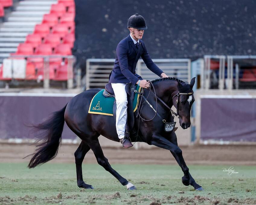 SYDNEY JOURNEY: Berragoon Suga Babe, owned by Anita Withers, also qualified and was shown by Darcy Schliebs of Combaning. Picture: Supplied 