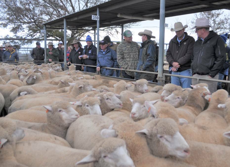 AT THE RAIL: A file image from the Wagga Livestock Marketing Centre. 
