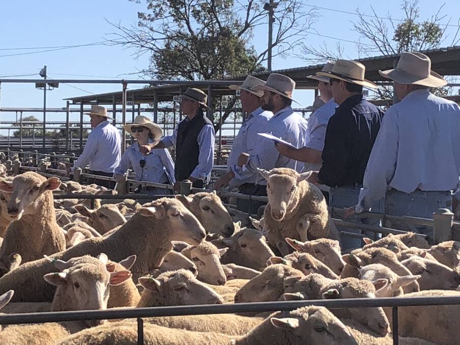 AT THE RAIL: Taking the bids at Wagga sheep and lamb market. Picture: File image