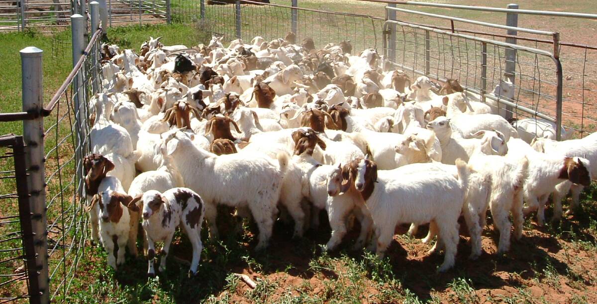 FLEDGLING INDUSTRY: Goats offer more options for livestock producers. Picture: Randall Graham
