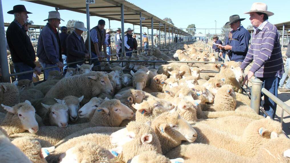 THE HAMMER FALLS: Buyers, vendors and livestock agents are pictured at the Wagga market. Picture: Nikki Reynolds 