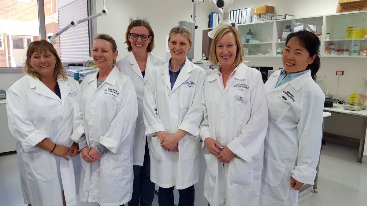 THE GOOD OIL: The NSW DPI olive oil testing team in the lab Kerrie Graham,Tracey Kingham, Donna Seberry, Belinda Taylor, Chris Wallace and Anna Fang. 