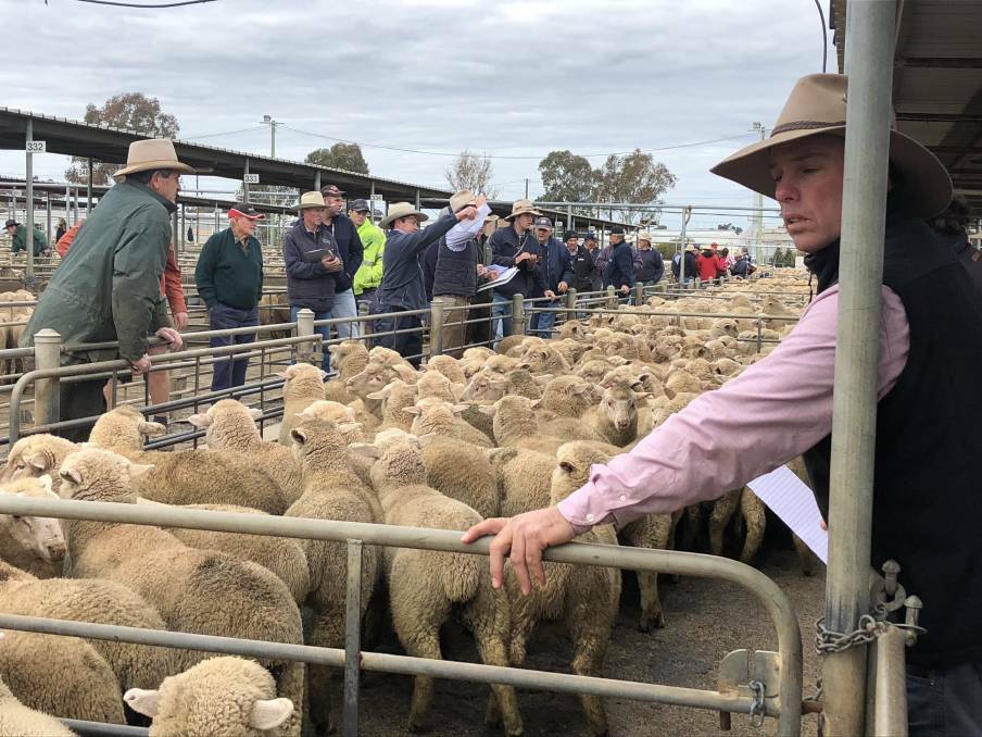 SELLING THE LOTS: Buyers, livestock agents and vendors are pictured at the Wagga sheep and lamb sale. 