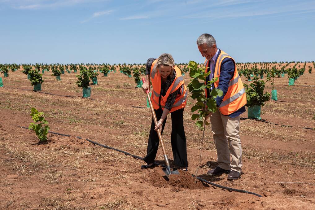 GROWING SUCCESS: Member for Farrer Sussan Ley and Claudio Cavallini plant the last hazelnut trees at Sandigo. Picture: Supplied 