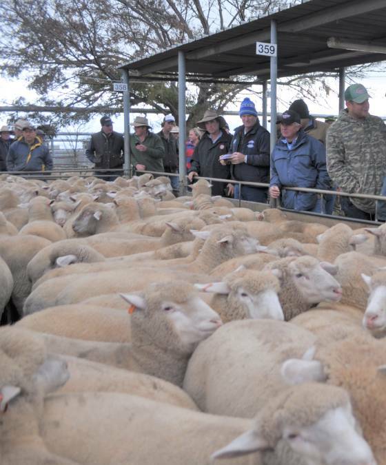 A file image from Wagga sale. 