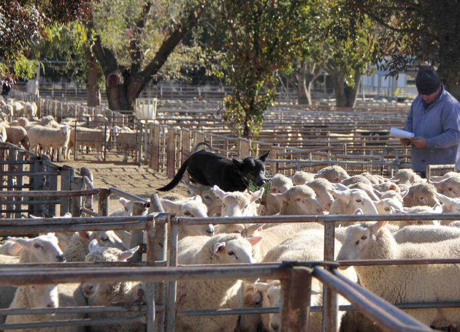 OFFERING: Action from the Cootamundra sheep and lamb market. Picture: Supplied