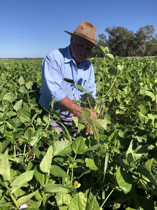 ON FARM: A pea crop at Bob McCormack's property "Lenton Park" at Winchendonvale vis Old Junee is showing early promise. Pictures: Nikki Reynolds