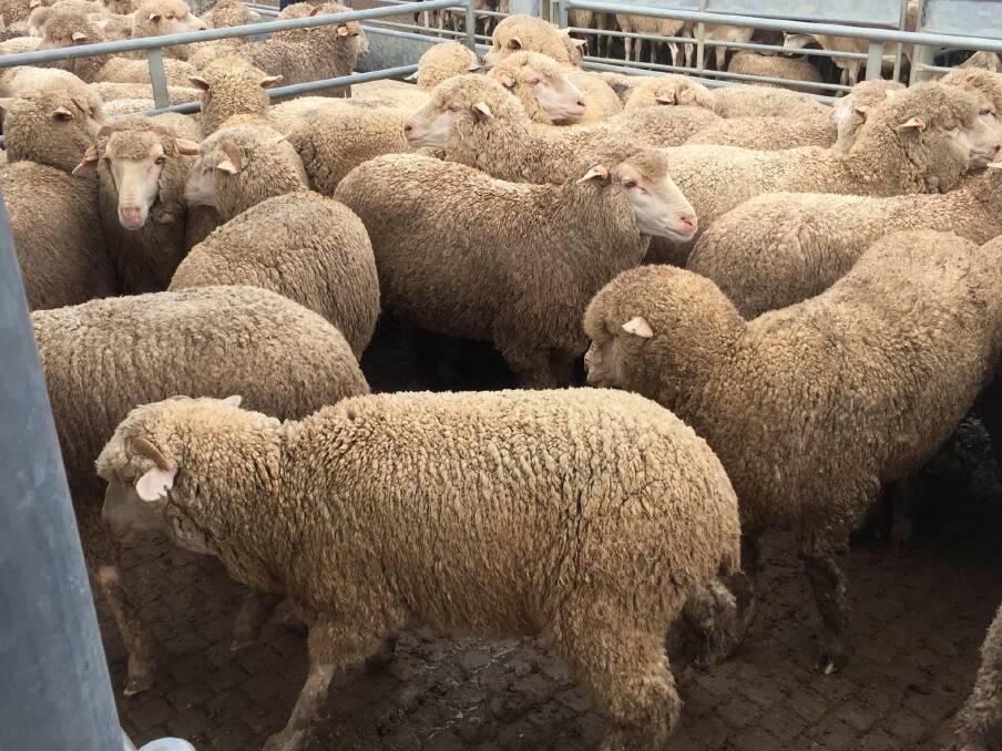 POLICE IMAGES: All hoggets reported stolen had orange ear tags displaying PIC NA410204 and NH200517. Picture: NSW Police