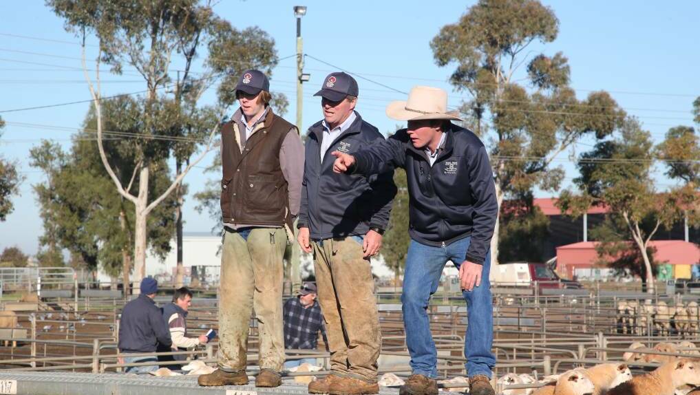 TAKING THE BIDS: A file image from Griffith sheep and lamb market. 