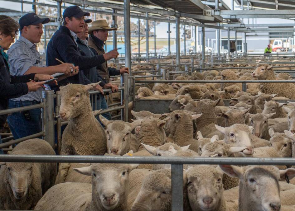 TAKING THE BIDS: Donna Valley Fodder, Murrumbateman topped the market with Delta Agribusiness selling 206 cross bred lambs to a top of $215.
