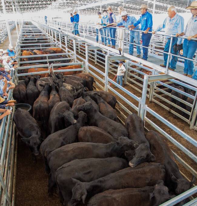 MARKET DEMAND: Butt Livestock & Property selling 27 Angus x Steers on behalf of Tumbleton Partnership, Wallendbeen to a top of 330.2c/kg, av 330.4kg, $1090.88.