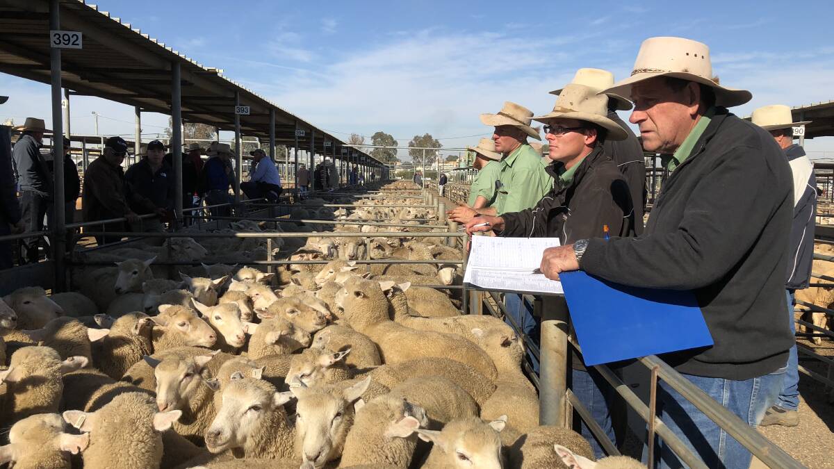 AT THE RAIL: Lambs go under the hammer at the Wagga sheep and lamb sale. Picture: Nikki Reynolds 
