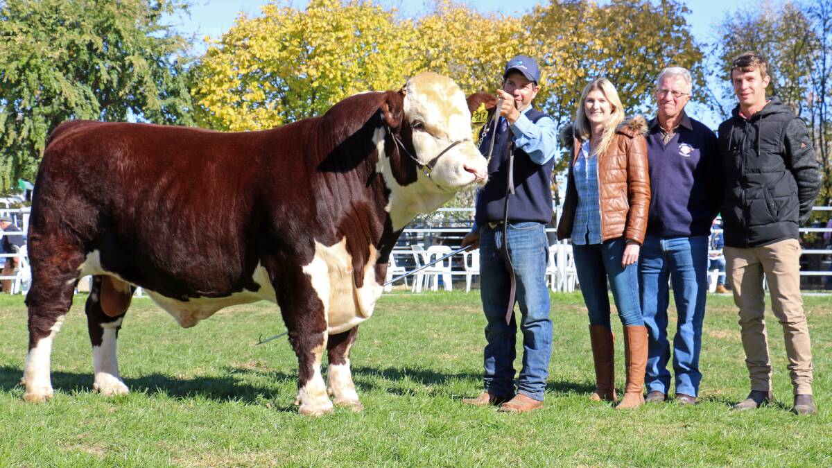 STAND OUT: The $30,000 WRL Makka is held by Ryan Bajada, and flanked by buyers Alicia, Ross and Blake Smith, Glenellerslie Herefords, Adelong. Picture: Kim Woods
