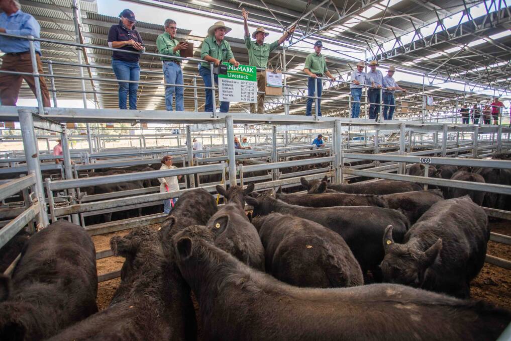 GOOD CONDITION: Landmark sold 11 Angus steers weighing 388kg on behalf of R and L Stephens, "Boureong", Gunning to a sale top of $1145.