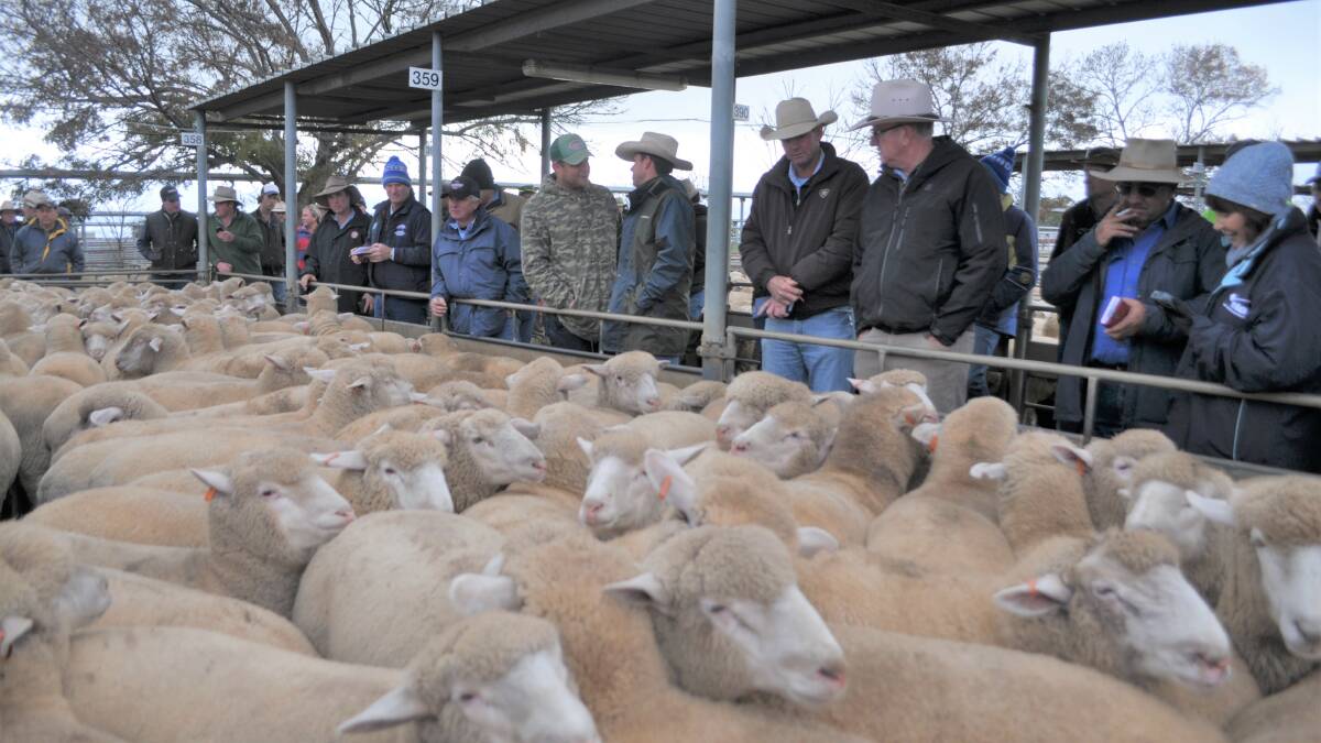 MEET THE MARKET: Action from the Wagga sheep and lamb sale. Picture: Nikki Reynolds