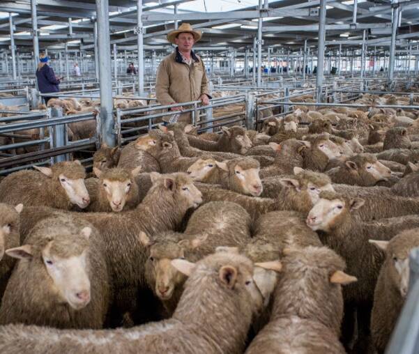 REWARDS: Greg Anderson (MD and JJ Anderson) sold 348 cross bred suckers on behalf of D & K Logan, Crookwell, to a top of $185. 