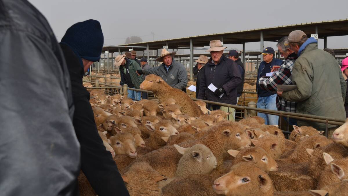 A NUMBERS GAME: The hammer falls at Wagga sheep and lamb sale. Picture: Nikki Reynolds 