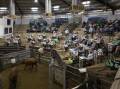 MARKET DAY: Buyers, vendors and livestock agents gather in the ring during the Wagga cattle market. Picture: Madeline Begley 