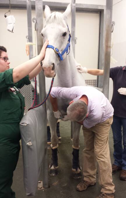 VACCINE INROADS: equine surgeon Associate Professor Bryan Hilbert is working with a biotech company in Sydney company to trial a vaccination.