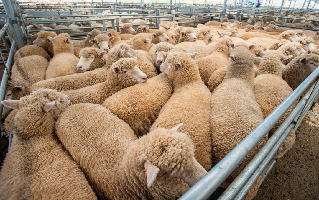 QUALITY: Vendor Ryan Logan, Crookwell topped the market with 64 suckers sold by MD and JJ Anderson for $216 each.