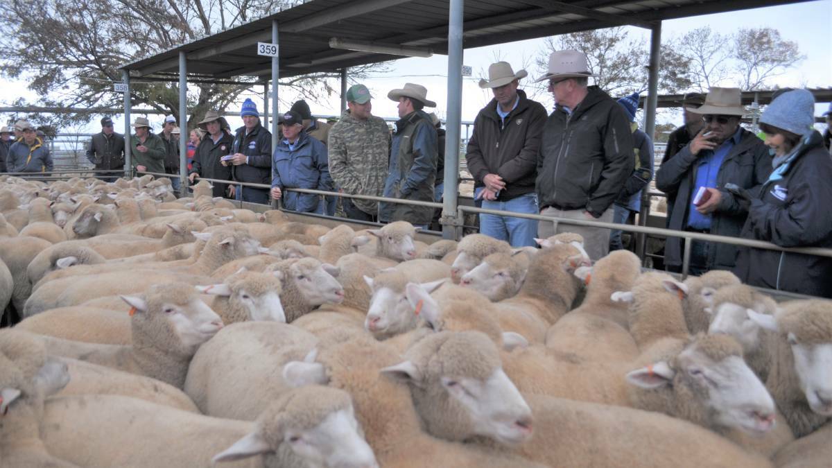 AT THE RAIL: Action from the Wagga sheep and lamb market. 