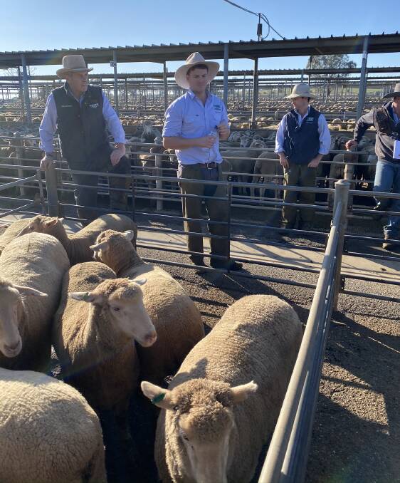 TAKING THE BIDS: Livestock agents from H Francis and Co pictured at the Wagga sale. Picture: H Francis