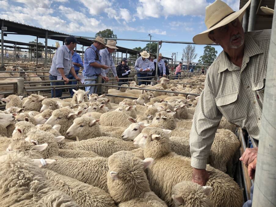 ASSESSING THE LOTS: Lambs go under the hammer at the Wagga sheep and lamb sale. Picture: Nikki Reynolds 