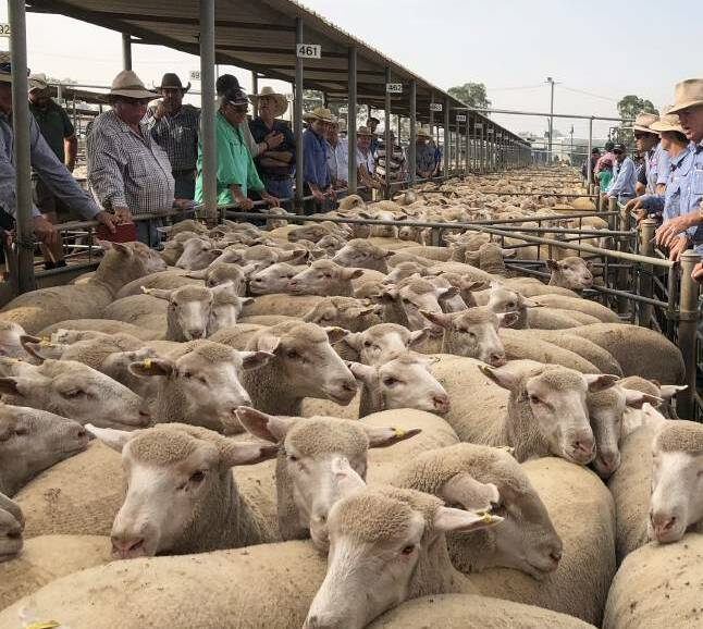 PLACING THE BIDS: A file image of buyers during the Wagga sheep and lamb market. 