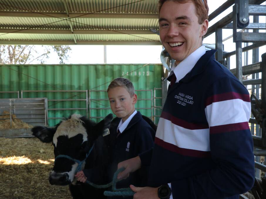 INDUSTRY FOCUS: Students Kye Everingham and Noah Tasker of the Wagga Christian College and Pops the steer. Picture: Supplied