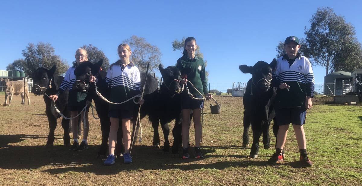 PADDOCK TO PLATE: Cattle from The Rock Angus being held by TRAC students Georgia Thompson, Susannah Gooden, Ella Hughes and Tom Marcantelli. Picture: Nikki Reynolds