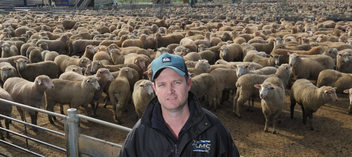 PUSHING THE LIMITS: Wagga Livestock Marketing Centre manager Paul Martin talks about the record numbers flowing through the saleyards. 