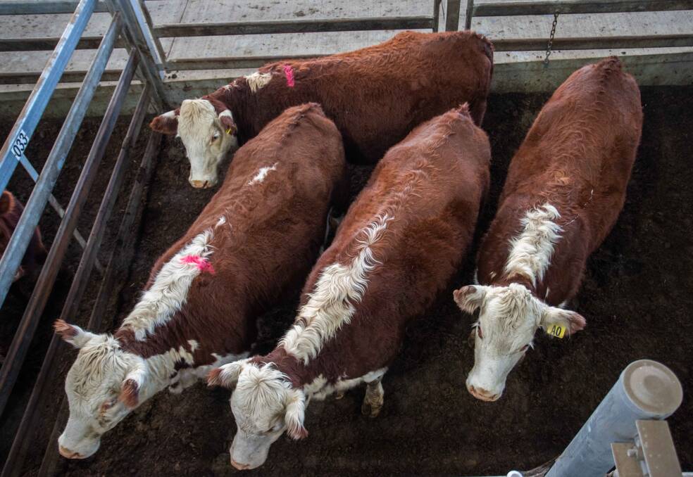 MARKET SPECIFICATIONS: Duncombe & Co sold Poll Hereford heifers on behalf of A&T O'Brien, Biala for 300c/kg, averaging 545kg which equated to $1635 a head. 