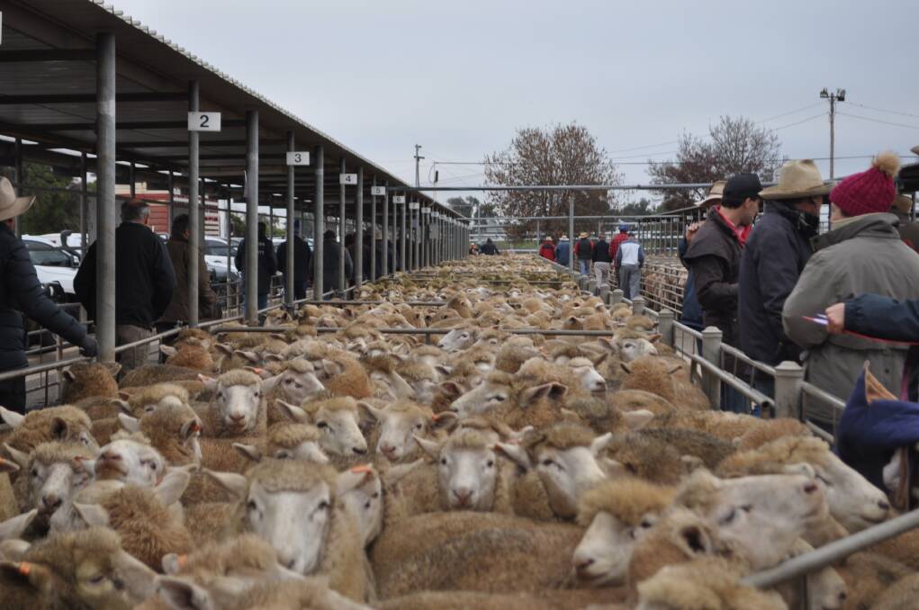 TAKING THE BIDS: A file image from Wagga sheep and lamb market. 