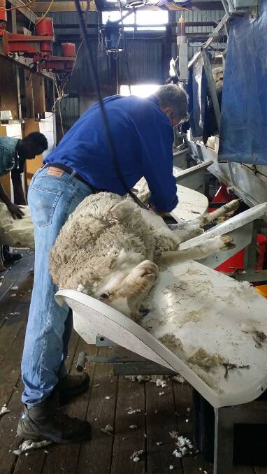 NEW INNOVATION:  An upright shearing platform able to process 170 sheep a day without dragging or bending. 
