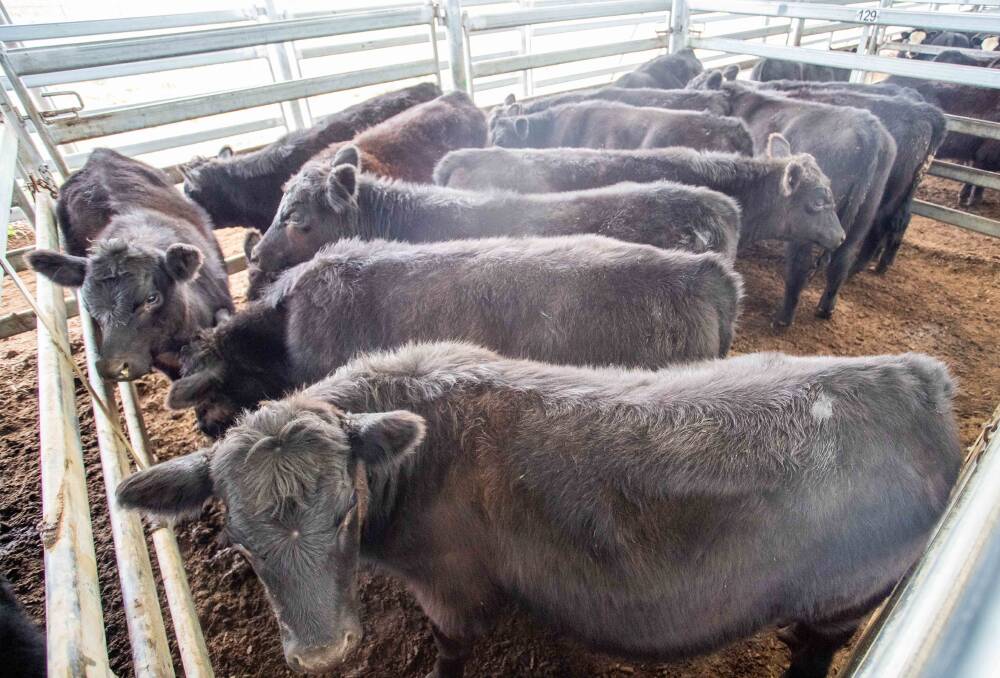 GOOD RESULTS: Elders sold 6 Angus Steers on behalf of A and M Tarlinton, Bannister for 310.2c/kg, av 250.8kg, $778.09ph. Picture: Supplied