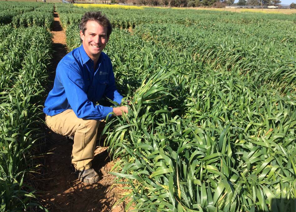ROTATION SOLUTION: Brad Baxter is a technical officer, cereal pathology with NSW DPI based in Wagga and he is inspecting trial plots. Picture: Nikki Reynolds 