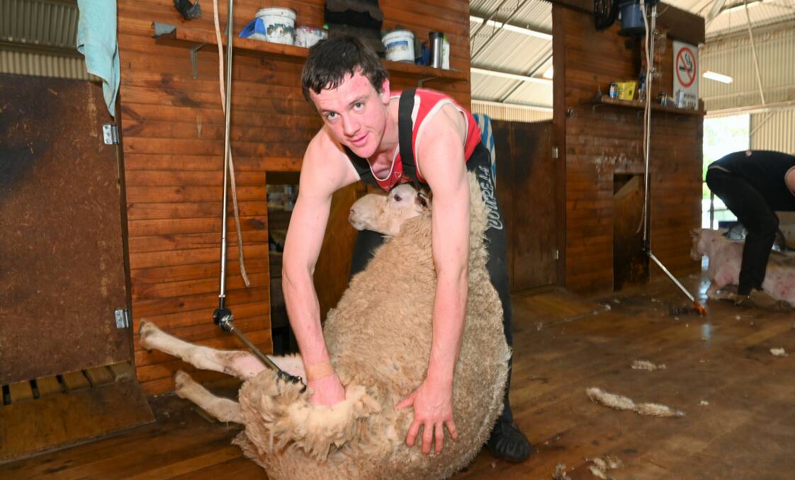 SHEAR TALENT: Toby Walker can shear 200 sheep per day. Picture: Kenji Sato