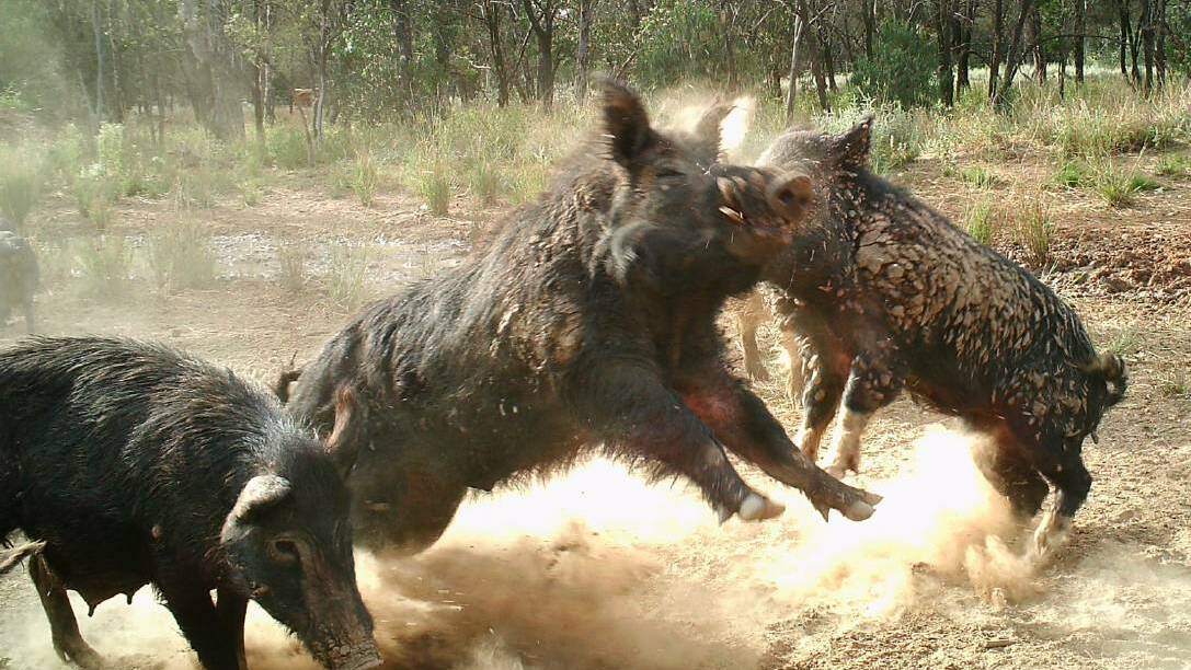 Cooperation at the heart of national plan to tackle feral pigs