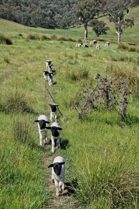 Dorper lambs enjoy the rolling hills at Adelong, NSW.