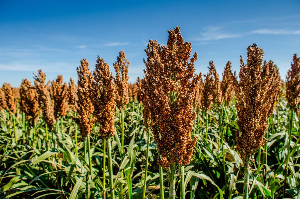 Now being the middle of January and rainfall almost non-existent, Australia is facing the very real prospect of the lowest sorghum plant in more than 40 years.