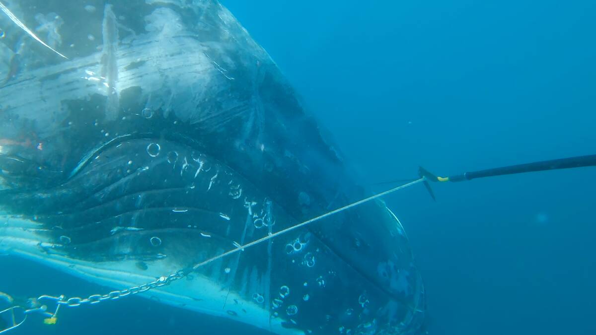 The humpback was tangled in rope and chain from a Waverider buoy. Picture supplied