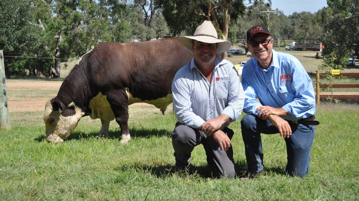 Injemira principal Marc Greening with Injemira Anzac K220 who sold for $110,000 this year and purchaser Brian Burgess, Ravensdale Poll Herefords, Holbrook.