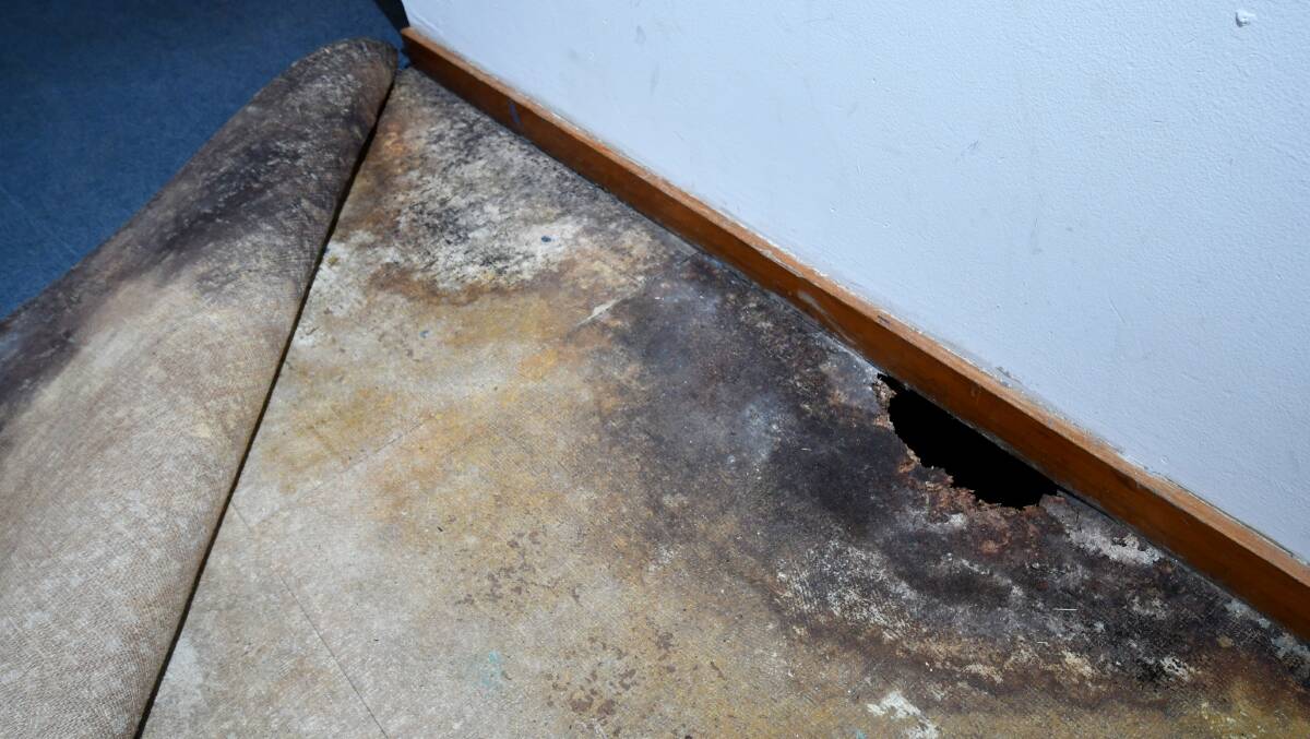Mould under carpet in a Housing Tasmania house in Devonport. When it appears within the house, it has likely been present for years prior. Picture: Brodie Weeding