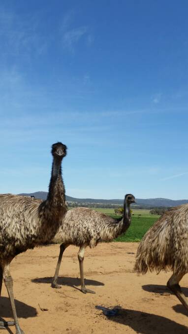 An emu farm at The Rock is operated by pioneers of the industry.