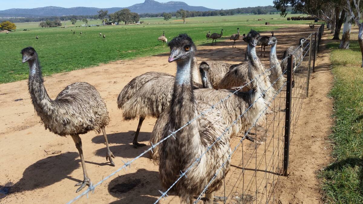 Mr Marston says emus are far easier to handle than cattle or sheep, as long as you know what you're doing. But, he says, when they're young they are a huge committment. Photo by Joanna Jorgensen.