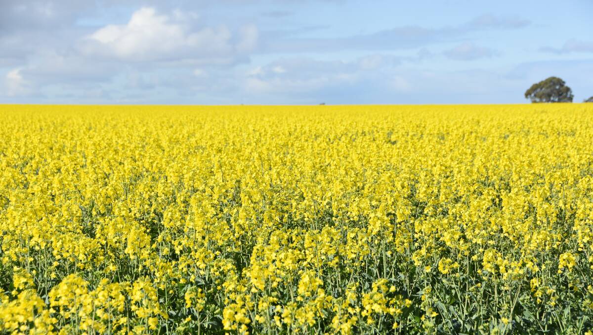 Canola crops across the country are in good condition and prices also are favourable.