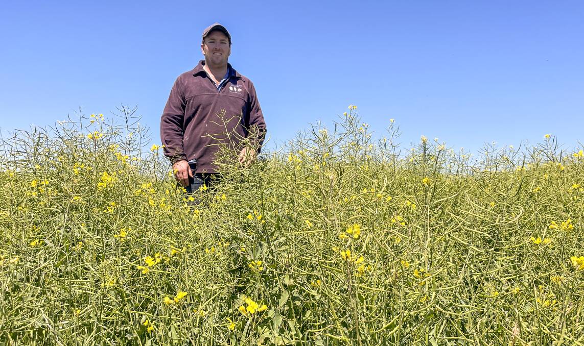Marty Corcoran, Bindaree, Boorowa, in his crop of Capacity SF canola, which was helped by rain in October.