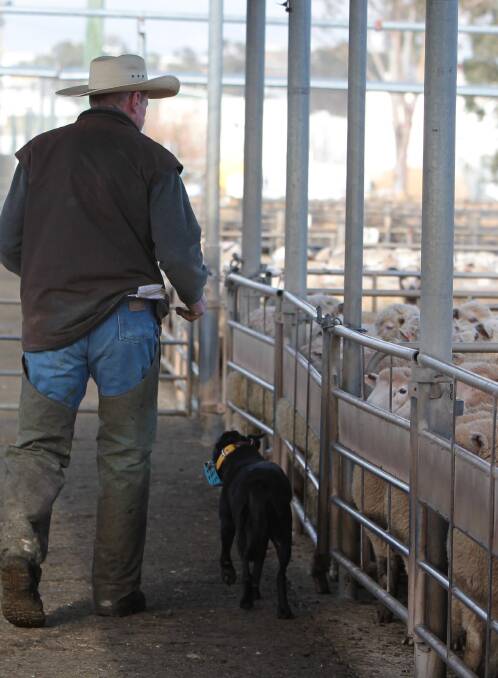 MIXED RESULTS: While there were good numbers at last week's Wagga sheep sales, quality remained mixed.